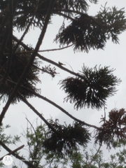 Pitangus sulphuratus