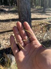Bromus orcuttianus