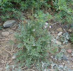 Erodium stephanianum