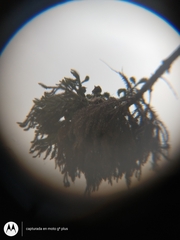 Pitangus sulphuratus