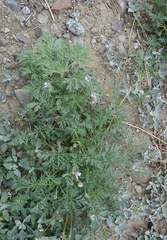 Erodium stephanianum