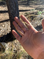 Bromus orcuttianus