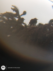 Pitangus sulphuratus