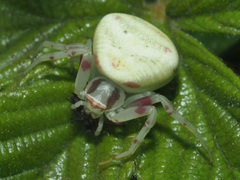 Thomisus citrinellus