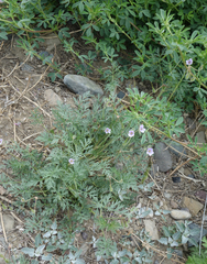 Erodium stephanianum