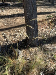 Bromus orcuttianus