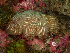 Calliactis parasitica