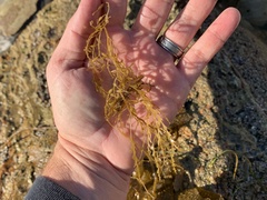 Sargassum horneri