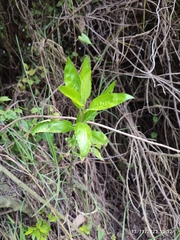 Melicytus ramiflorus