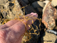 Sargassum horneri