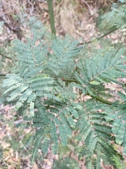 Acacia irrorata