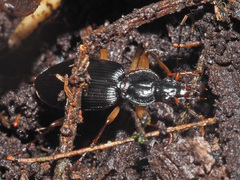 Orthotrichus