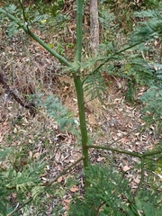 Acacia irrorata