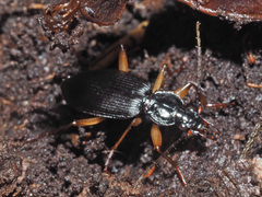 Orthotrichus