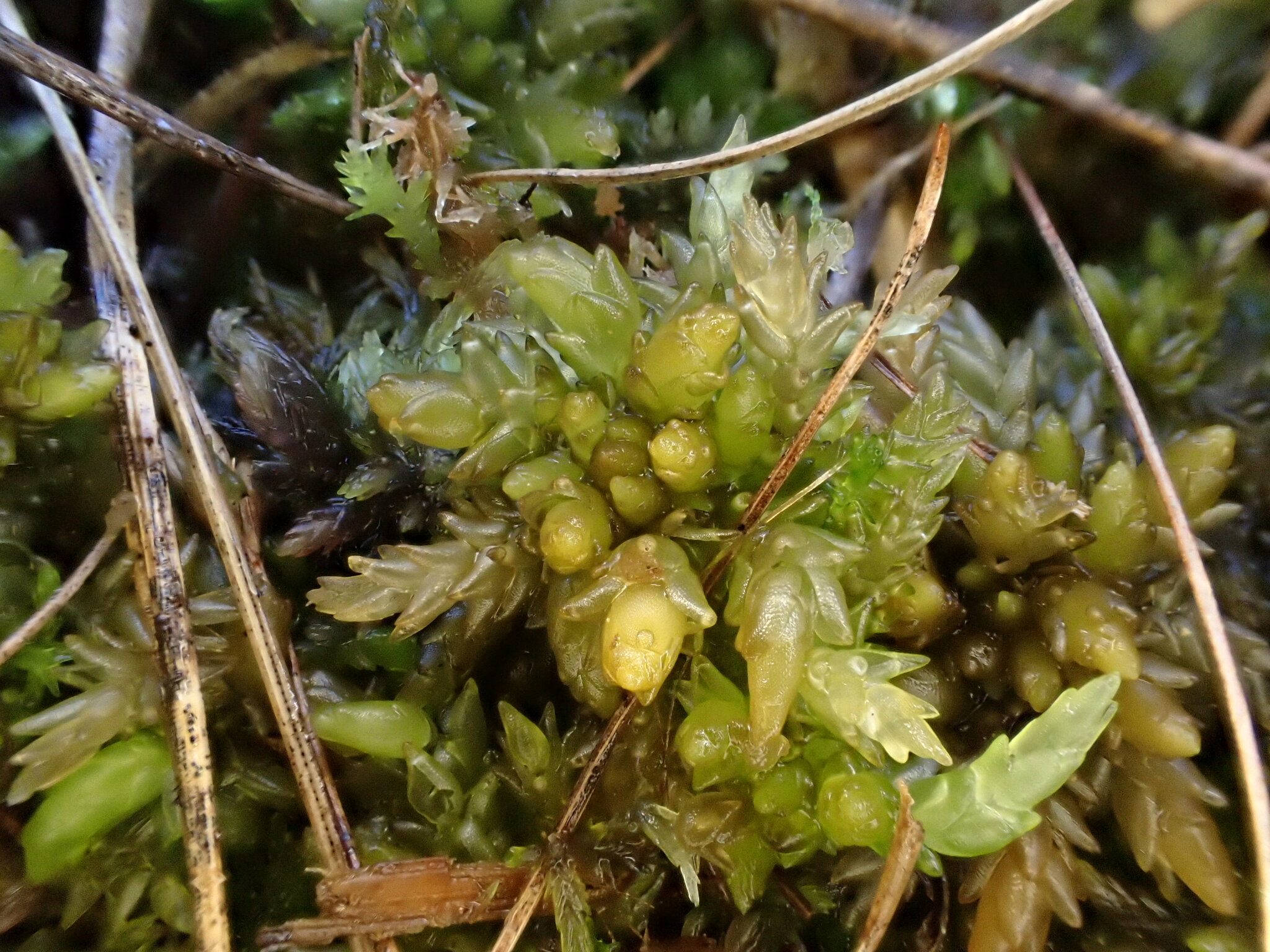 Sphagnum platyphyllum