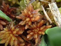 Sphagnum subnitens