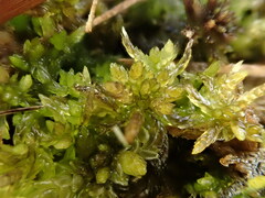 Sphagnum platyphyllum