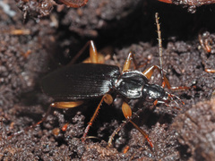 Orthotrichus
