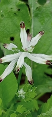 Fumaria