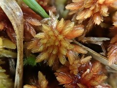 Sphagnum subnitens