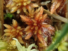 Sphagnum subnitens