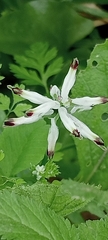 Fumaria