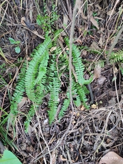Asplenium