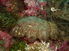 Calliactis parasitica