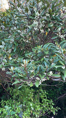 Elaeocarpus dentatus