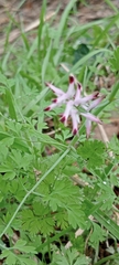 Fumaria