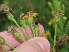 Parexochomus nigromaculatus