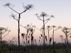 Heracleum sosnowskyi