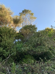 Elaeocarpus dentatus