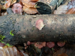 Panellus violaceofulvus
