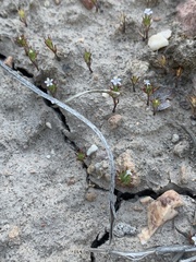 Navarretia intertexta