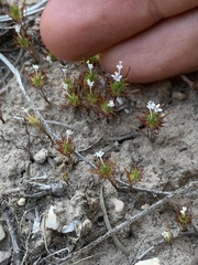 Navarretia intertexta