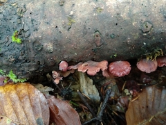 Panellus violaceofulvus