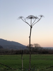 Heracleum sosnowskyi