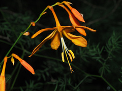 Crocosmia aurea