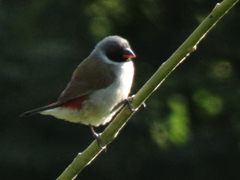 Coccopygia melanotis