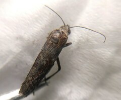 Phycitini