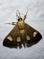 Ulopeza flavicepsalis