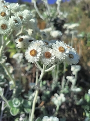 Helichrysum fruticans