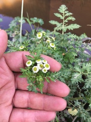 Plagiocheilus bogotensis