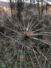Heracleum sosnowskyi