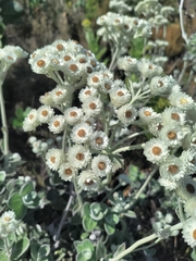 Helichrysum fruticans