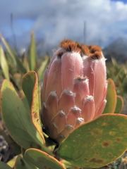 Protea speciosa