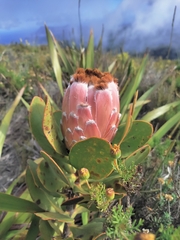 Protea speciosa
