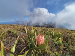 Protea speciosa