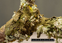 Tuckermanopsis platyphylla